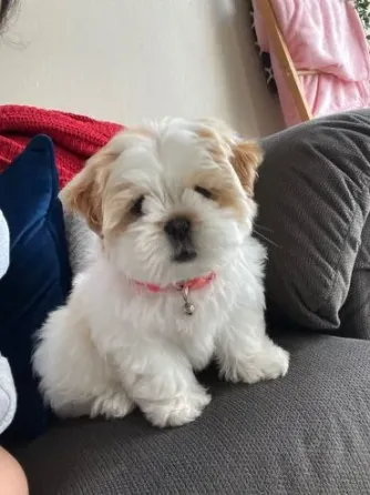 Meet the adorable Shih Tzu puppies looking for homes Tbilisi