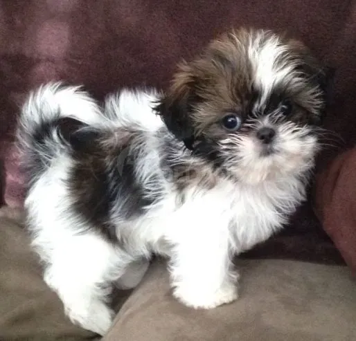 Meet the adorable Shih Tzu puppies looking for homes Tbilisi - photo 1