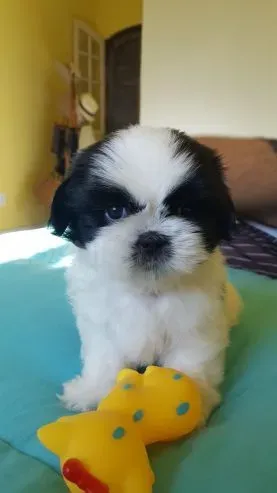 Meet the adorable Shih Tzu puppies looking for homes Tbilisi - photo 3