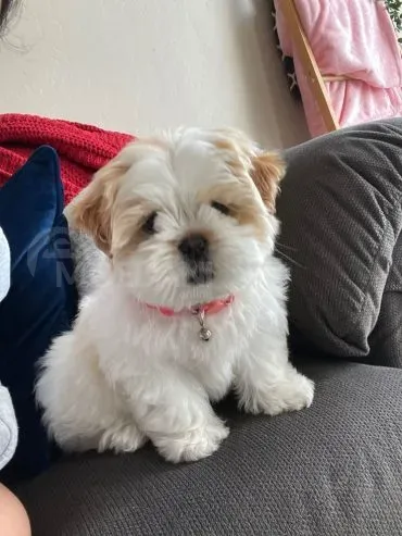 Meet the adorable Shih Tzu puppies looking for homes Tbilisi - photo 2