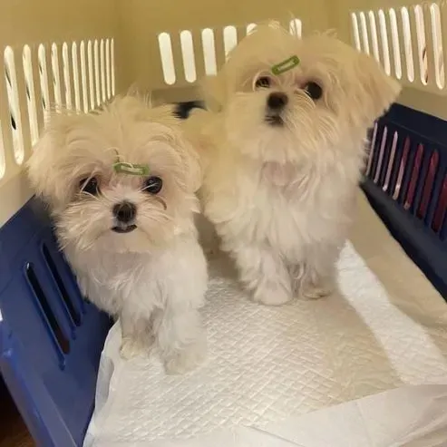 Healthy Maltese puppies for adoption Tbilisi