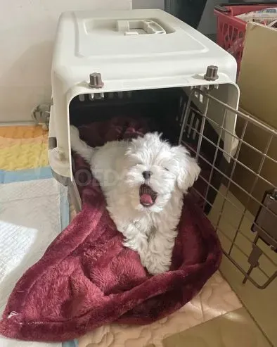 Healthy Maltese puppies for adoption Tbilisi - photo 3