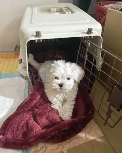 Healthy Maltese puppies for adoption Tbilisi - photo 1