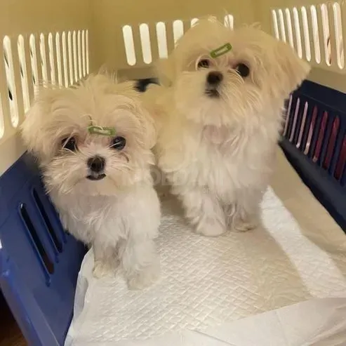 Healthy Maltese puppies for adoption Tbilisi - photo 2