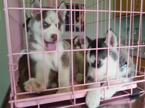 Blue-eyed Blue-eyed Husky puppies are looking for a new home Tbilisi