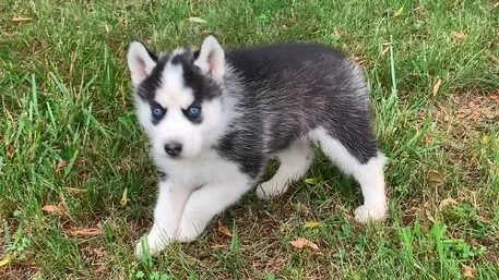 Blue-eyed Blue-eyed Husky puppies are looking for a new home Tbilisi