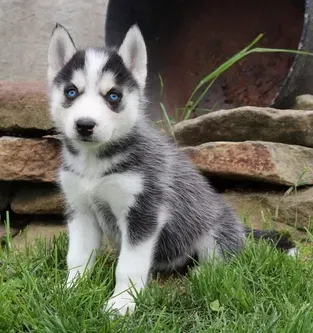 Blue-eyed Blue-eyed Husky puppies are looking for a new home Tbilisi