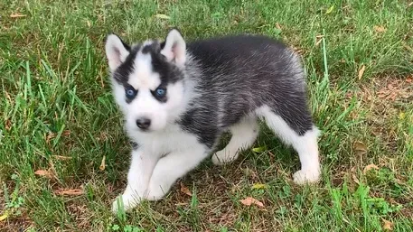 Blue-eyed Blue-eyed Husky puppies are looking for a new home Tbilisi - photo 2