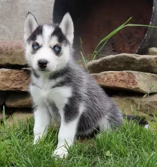Blue-eyed Blue-eyed Husky puppies are looking for a new home Tbilisi - photo 1