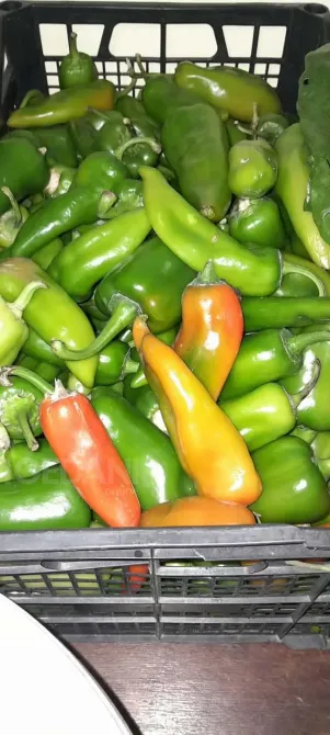 A vegetable garden in Tsager Сageri - photo 3