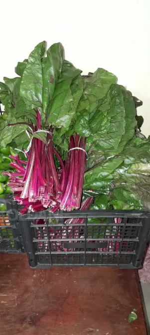 A vegetable garden in Tsager Сageri - photo 6