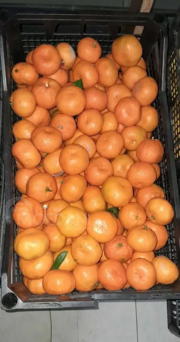 A vegetable garden in Tsager Сageri - photo 10