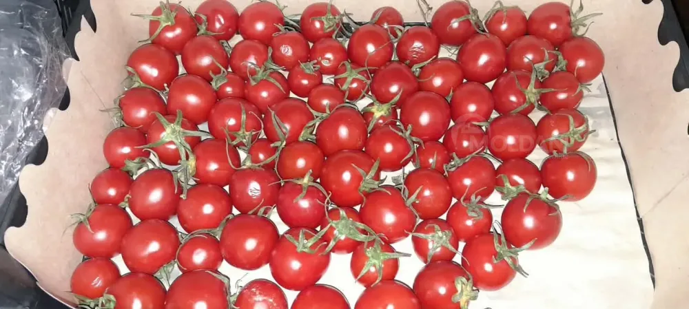 A vegetable garden in Tsager Сageri - photo 2