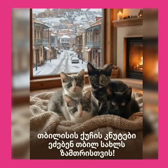 Თბილისში 4 ქუჩის პატარა კნუტს სასწრაფოდ სჭირდებათ მზრუნველი სახლი Tbilisi