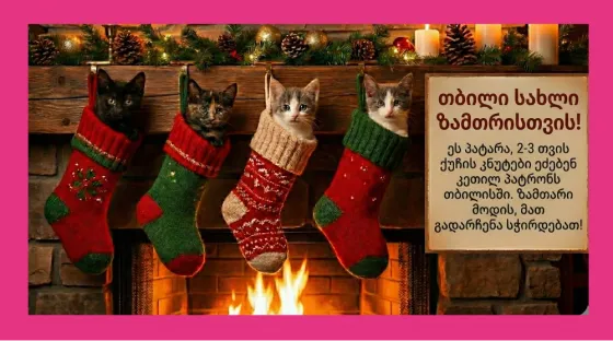 Თბილისში 4 ქუჩის პატარა კნუტს სასწრაფოდ სჭირდებათ მზრუნველი სახლი Tbilisi