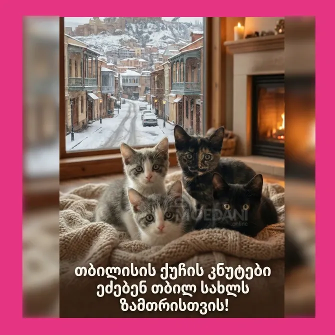 Თბილისში 4 ქუჩის პატარა კნუტს სასწრაფოდ სჭირდებათ მზრუნველი სახლი Tbilisi - photo 3