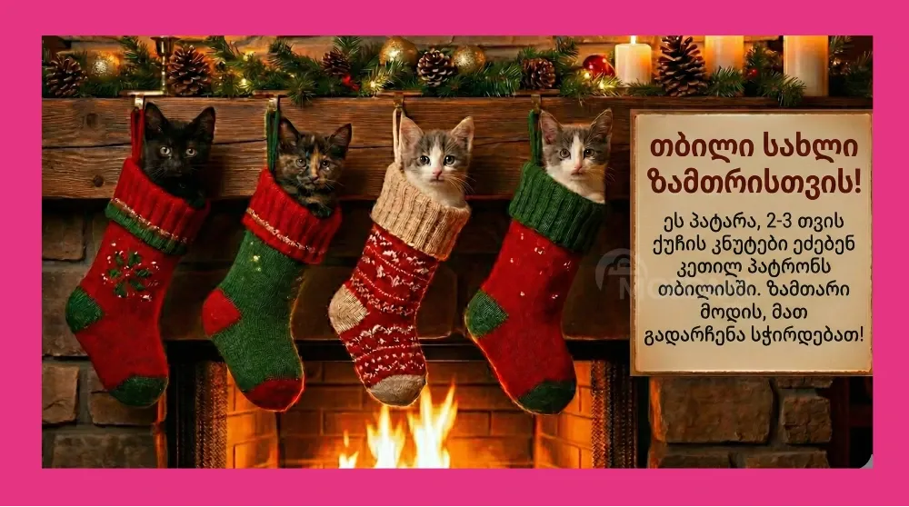 Თბილისში 4 ქუჩის პატარა კნუტს სასწრაფოდ სჭირდებათ მზრუნველი სახლი Tbilisi - photo 1