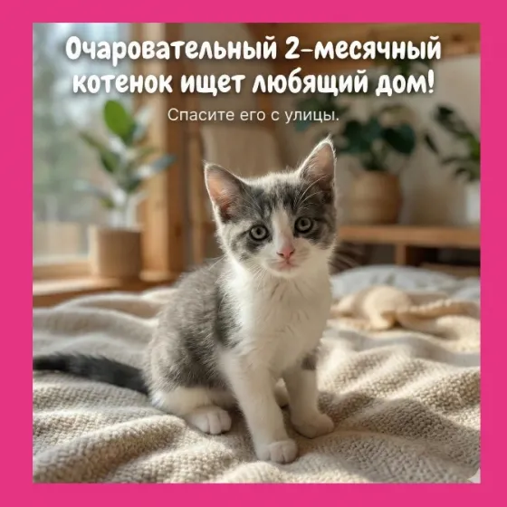 4 котёнка с улицы ищут дом в Тбилиси Tbilisi