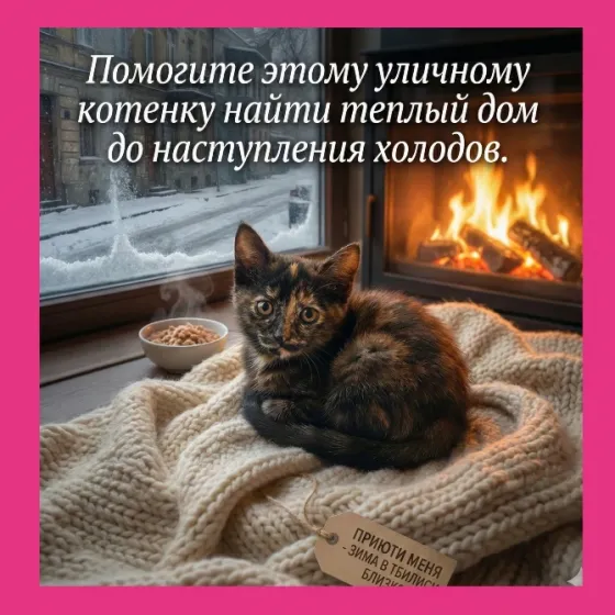 4 котёнка с улицы ищут дом в Тбилиси Tbilisi