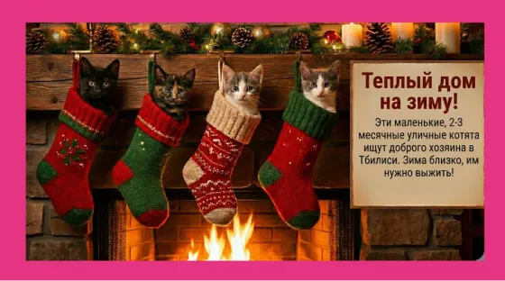 4 котёнка с улицы ищут дом в Тбилиси Tbilisi