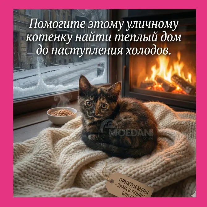 4 котёнка с улицы ищут дом в Тбилиси Tbilisi - photo 3