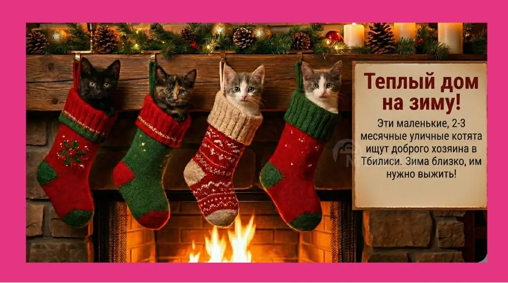 4 котёнка с улицы ищут дом в Тбилиси Tbilisi - photo 1