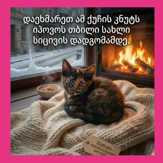 Უნიკალური ჭიანჭველა-ფერის სილამაზე გმირს ეძებს Tbilisi