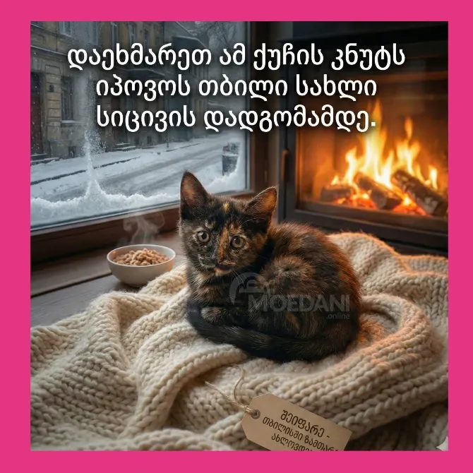 Უნიკალური ჭიანჭველა-ფერის სილამაზე გმირს ეძებს Tbilisi - photo 1