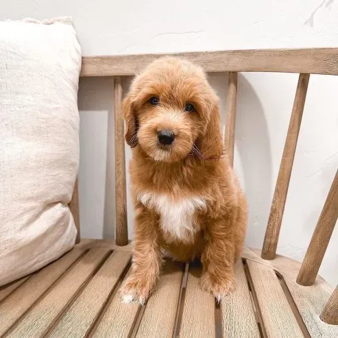 Очаровательные щенки кавапу на продажу и в качестве рождественских подарков. Тбилиси