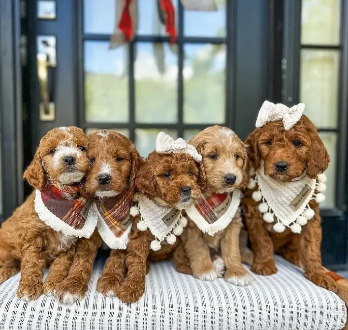 Საყვარელი კავაპუს ლეკვები გასაყიდად და საშობაო საჩუქრებისთვის. თბილისი - photo 2