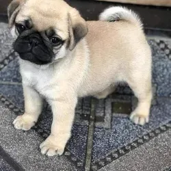 Pedigree Pug puppies available Tbilisi