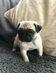 Pedigree Pug puppies available Tbilisi