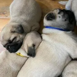 Pedigree Pug puppies available Tbilisi