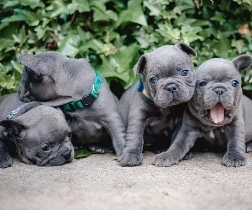 Cute French Bulldog puppies Tbilisi