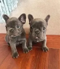 Cute French Bulldog puppies Tbilisi