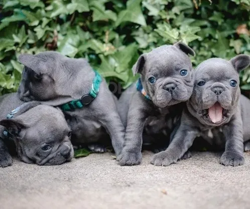 Cute French Bulldog puppies Tbilisi - photo 2