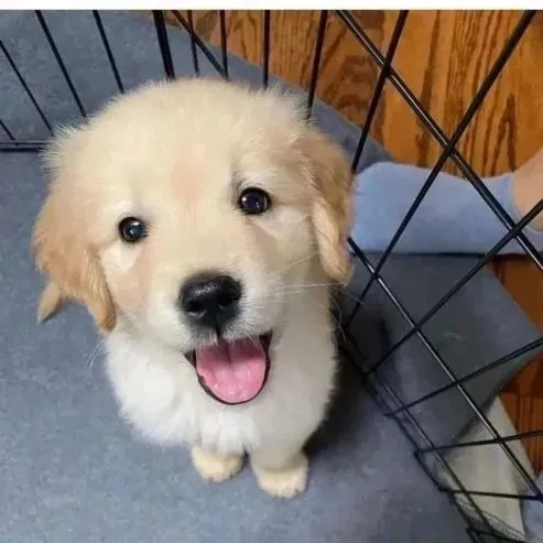 Высококачественные щенки золотистого ретривера Тбилиси