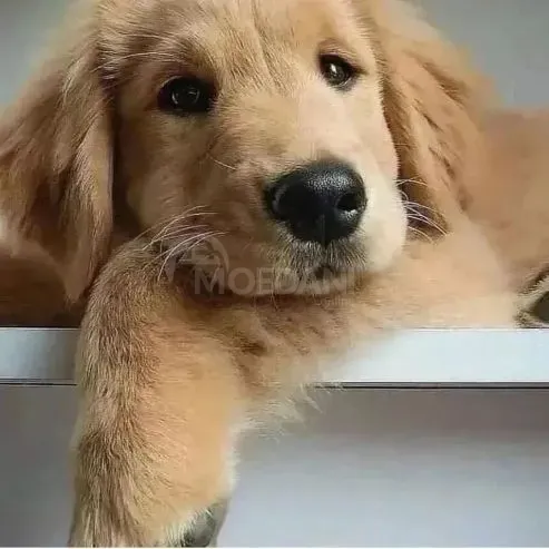 High quality golden retriever puppies Tbilisi - photo 3