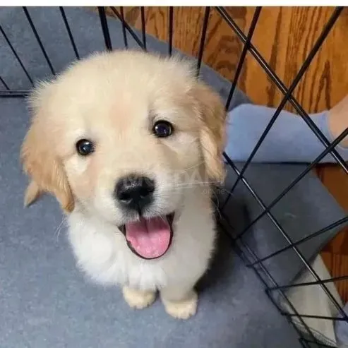 High quality golden retriever puppies Tbilisi - photo 2