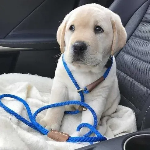 Labrador Retriever puppies for sale with full bloodlines Tbilisi