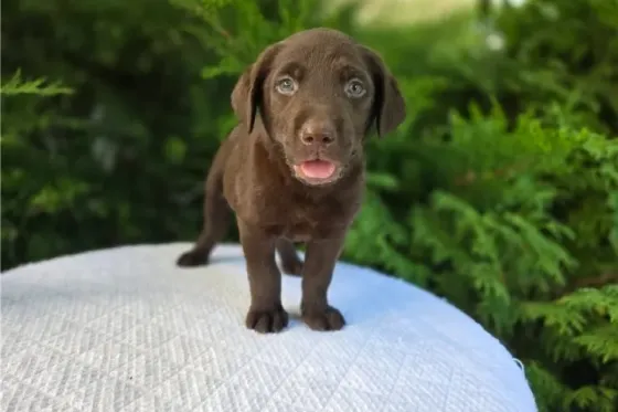 Labrador Retriever puppies for sale with full bloodlines Tbilisi
