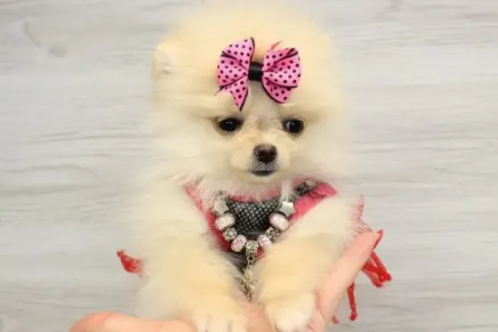 Продаются маленькие щенки померанского шпица, живущие в неволе. Тбилиси