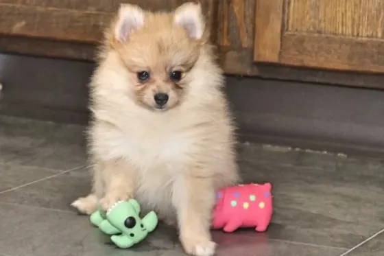 Продаются маленькие щенки померанского шпица, живущие в неволе. Тбилиси