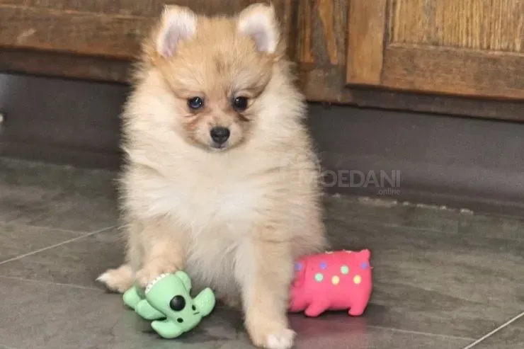 Small, captive Pomeranian puppies for sale Tbilisi - photo 2