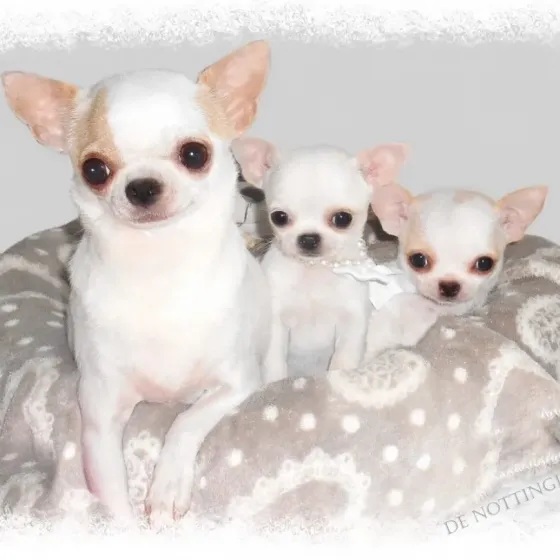 Мне нужны чистокровные щенки чихуахуа для экспресс-доставки. Тбилиси