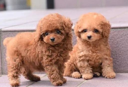 Adorable male and female poodle puppies for adoption. Tbilisi