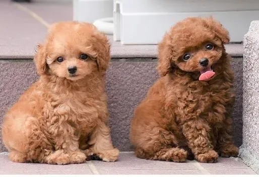 Adorable male and female poodle puppies for adoption. Tbilisi
