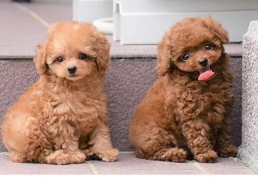 Очаровательные щенки пуделя (мальчики и девочки) для усыновления. Тбилиси - изображение 2