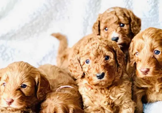 Cockapoo puppies are now available. Tbilisi