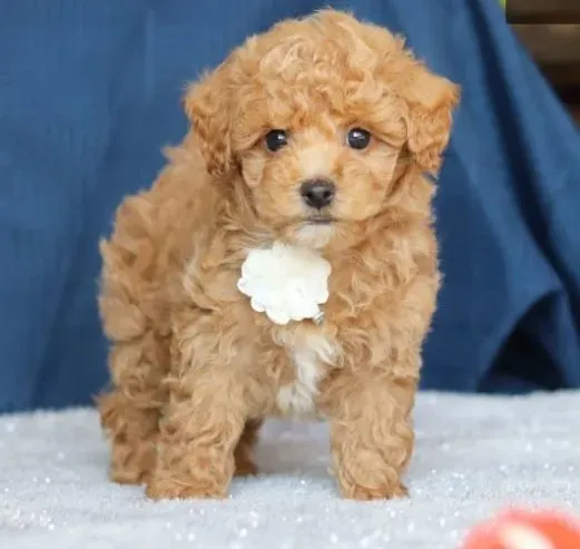 Cockapoo puppies are now available. Tbilisi